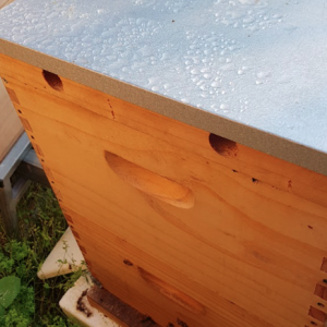 10-Frame-Established-Hive