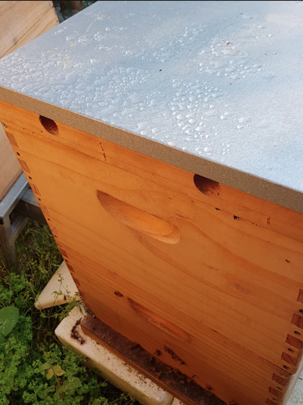 10-Frame-Established-Hive