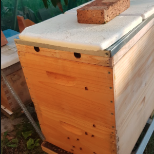 20-Frame-Established-Hive-with-Bees