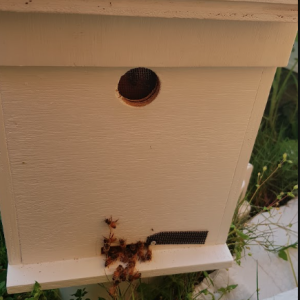 4-Frame-Full-Depth-Nucleus-Hive