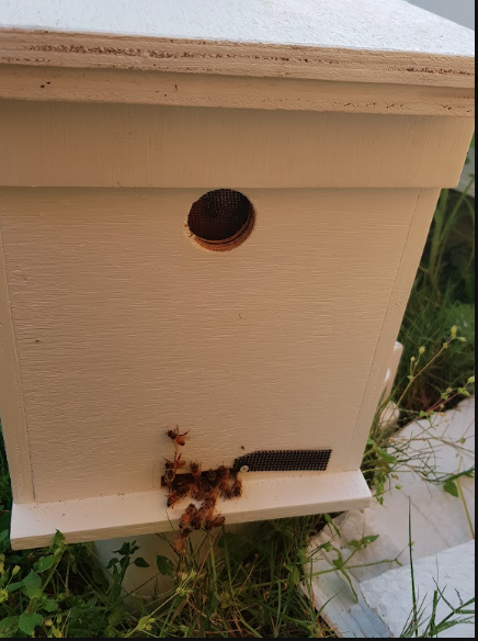 4-Frame-Full-Depth-Nucleus-Hive