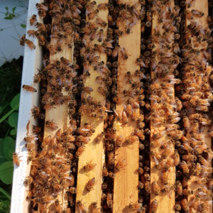 5-Frame-Full-Depth-Nucleus-Hive