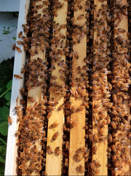 5-Frame-Full-Depth-Nucleus-Hive