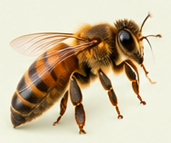 bottombees